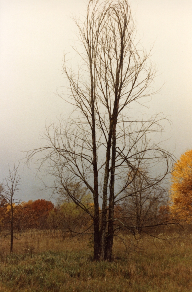 Bare autumnal tree, Allegan, MI, 1982