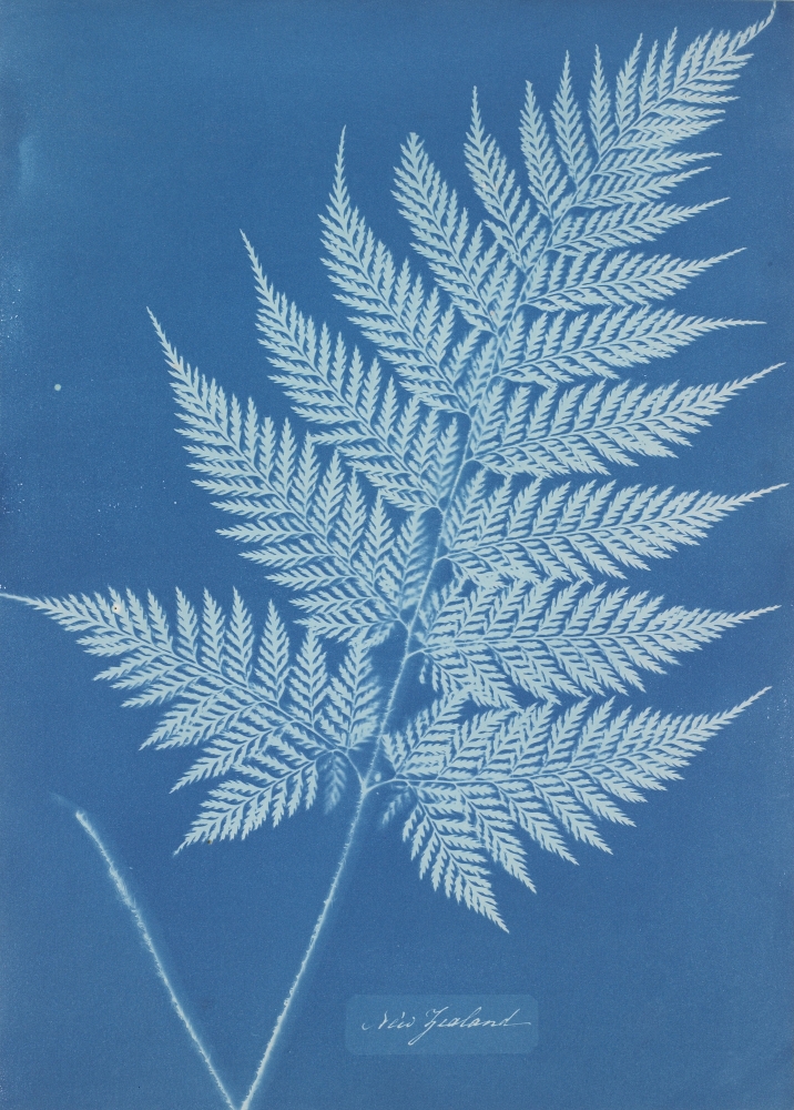 Anna Atkins,&amp;nbsp;New Zealand, c. 1853-54
Collection of the Minneapolis Institute of Art