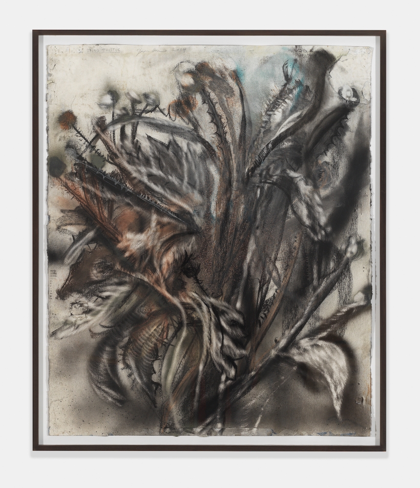 Dying Thistle,&nbsp;2014 Charcoal, pastel and watercolor on paper
