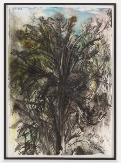 Thistle, 2014 Charcoal, pastel and watercolor on paper